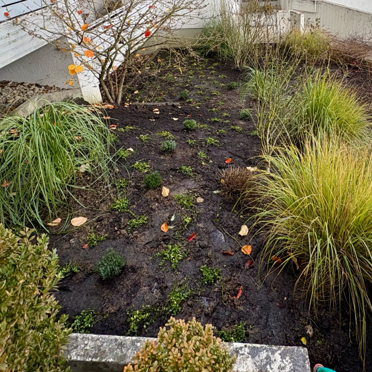 Pflanzkonzept und Gartensanierung in Ulm - pflegeleichte Bepflanzung